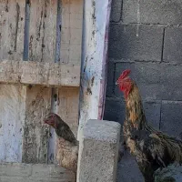 خروس لاری