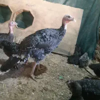 بوغلمون سالیم سری حال