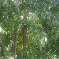 باغ گردو