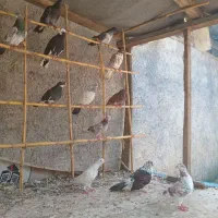 این تعداد کبوتر غریب گرفته شده