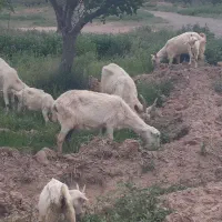 فروش بز سانن اصل