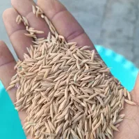 شالی بذری درجه یک