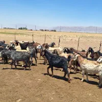گوسفند