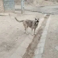 ماده پژدر