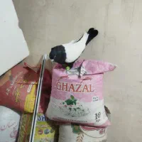 کفتر رنگی سینه سیاه