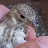 جوجه سهره