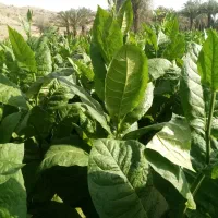 تنبک‌جاسکی‌لنگه‌ای