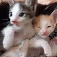 واگذاری بچه گربه
