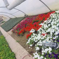 گل اطلسی گلدون بزرگ همه رنگها