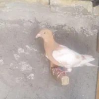 ماده میولمنز