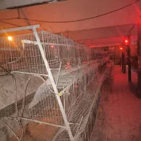 قفس مرغ تخم گذار