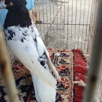 کله سیاه ماده