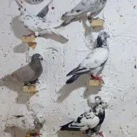 کبوتر سرور پلاکی شهری