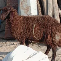 بره نر گیج برای نذری