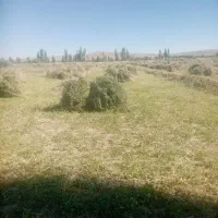 یونجه قاطی با علف کم