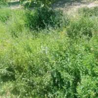 یونجه چین سوم خالص