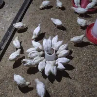 جوجه تخمگذار