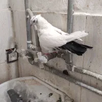 ده عدد کبوتر