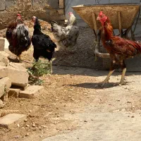مرغو خروس لاری