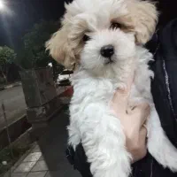 سگ پاپی