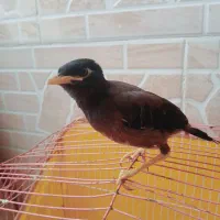 جوجه شاه مینا