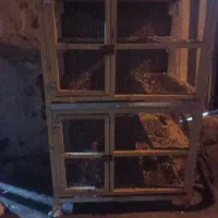 قفس پرنده