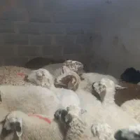 میش آبستن جوان