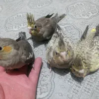 تعداد ۴عدد عروس هلندی جوجه