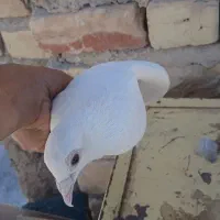 کفتر|پرنده|مرودشت, ثبت احوال|دیوار