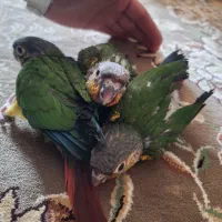 جوجه گرینچیک