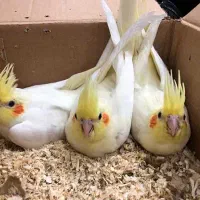 جوجه عروس هلندی سرلاکی