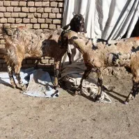 فروش بز|حیوانات مزرعه|سبزوار, قصبه شرقی|دیوار