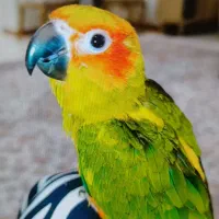 طوطی خورشیدی