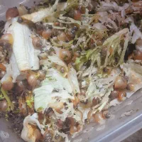 جوجه حلزون نژاد البینو