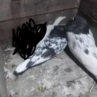 فروش دو تا کبوتر پرشی به‌ قیمت مفد واکسن زده شده‌