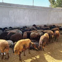 میش افشاری و غزل افشار