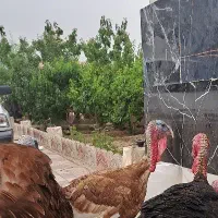 بوقلمون نر