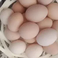 تخم محلی تازه