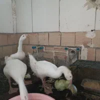 قوغاز چینی گردن ماری