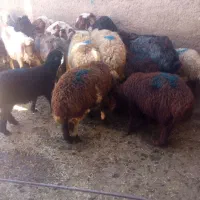 میش بره