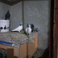 کبوتر|پرنده|اصفهان, شهرک کوثر|دیوار