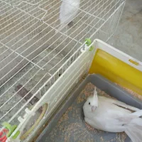 عروس هلندی