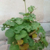 گل شمعدانی