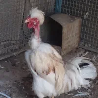 خروس گردن لخت