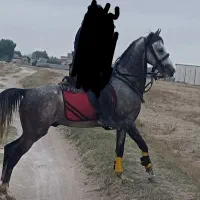 اسب کرد نژاد دار اصیل قدم