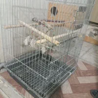 قفس