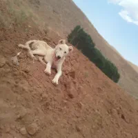 تول سگ|سگ|لاران, |دیوار