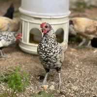 جوجه خروس سیبرایت 4 ماهه