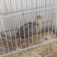 جوجه بوقلمون