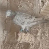 کفترسار